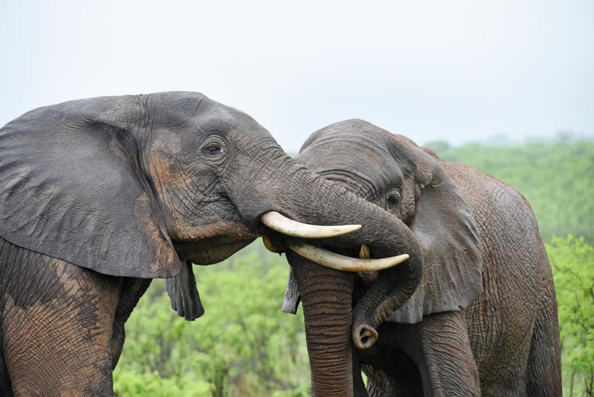 Mziki Safari Lodge Vaaldam Eksteriør billede