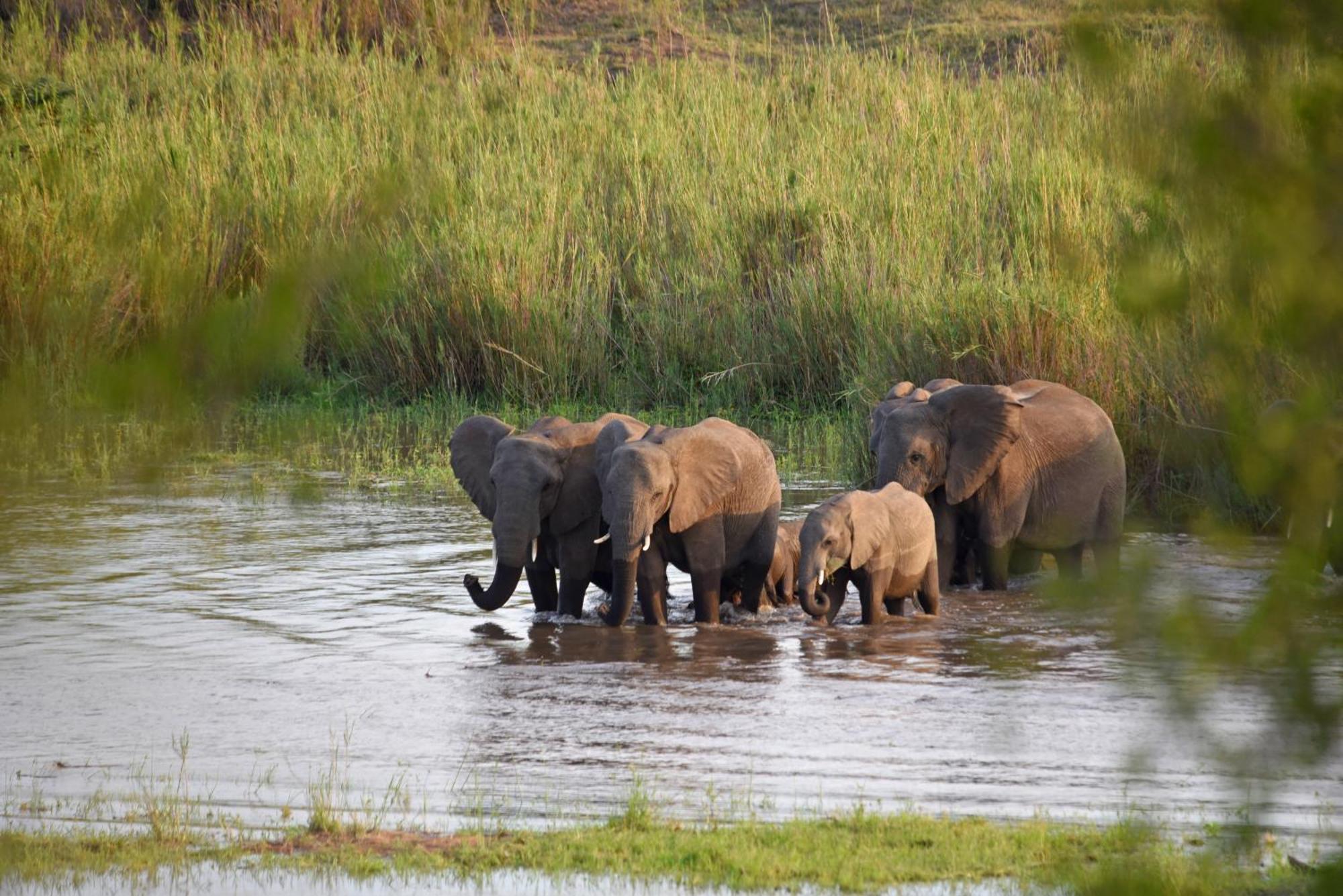Mziki Safari Lodge Vaaldam Eksteriør billede