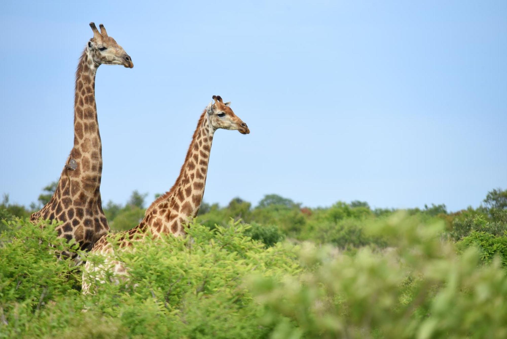 Mziki Safari Lodge Vaaldam Eksteriør billede